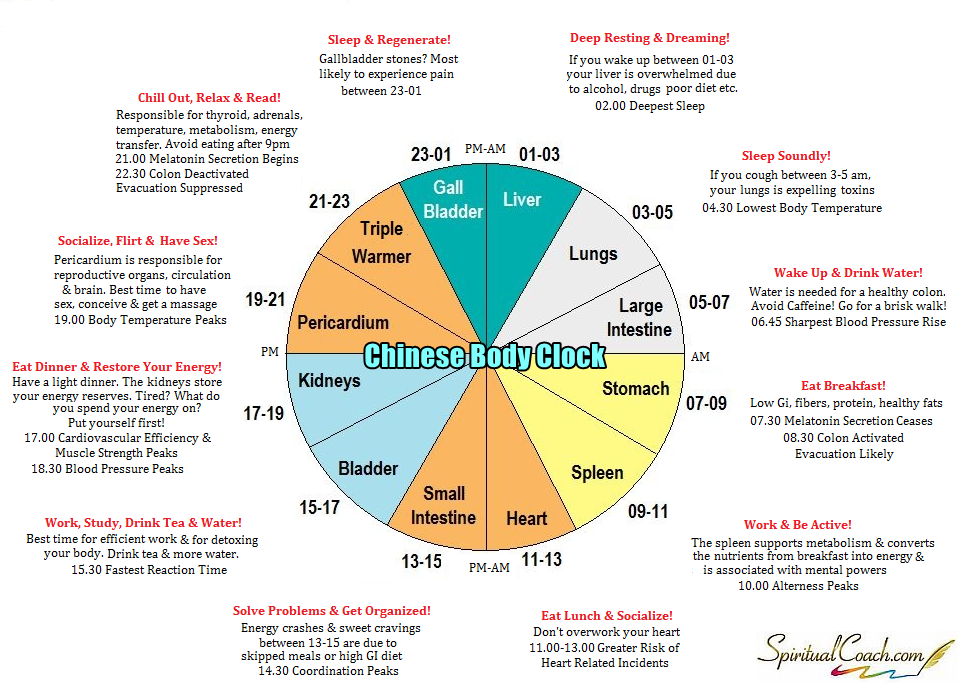 Organ Meridian Time Chart