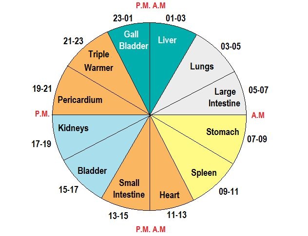 Organ Meridian Time Chart