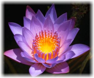 crown-chakra-flower-lotus